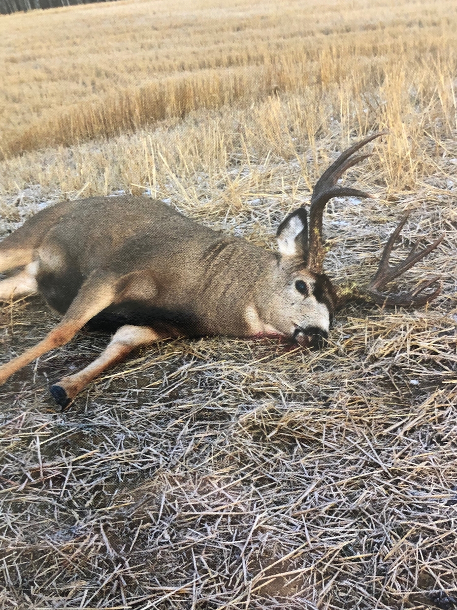 Page 3/3 - Timber King Outfitting Alberta Mule Deer Photo Gallery